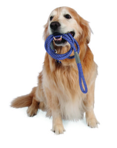 Training A Dog To Heel While Walking Training A Dog To Heel While Walking
