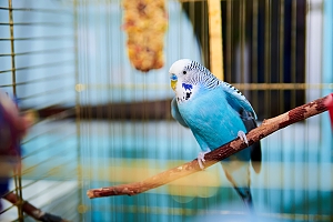  Pet bird