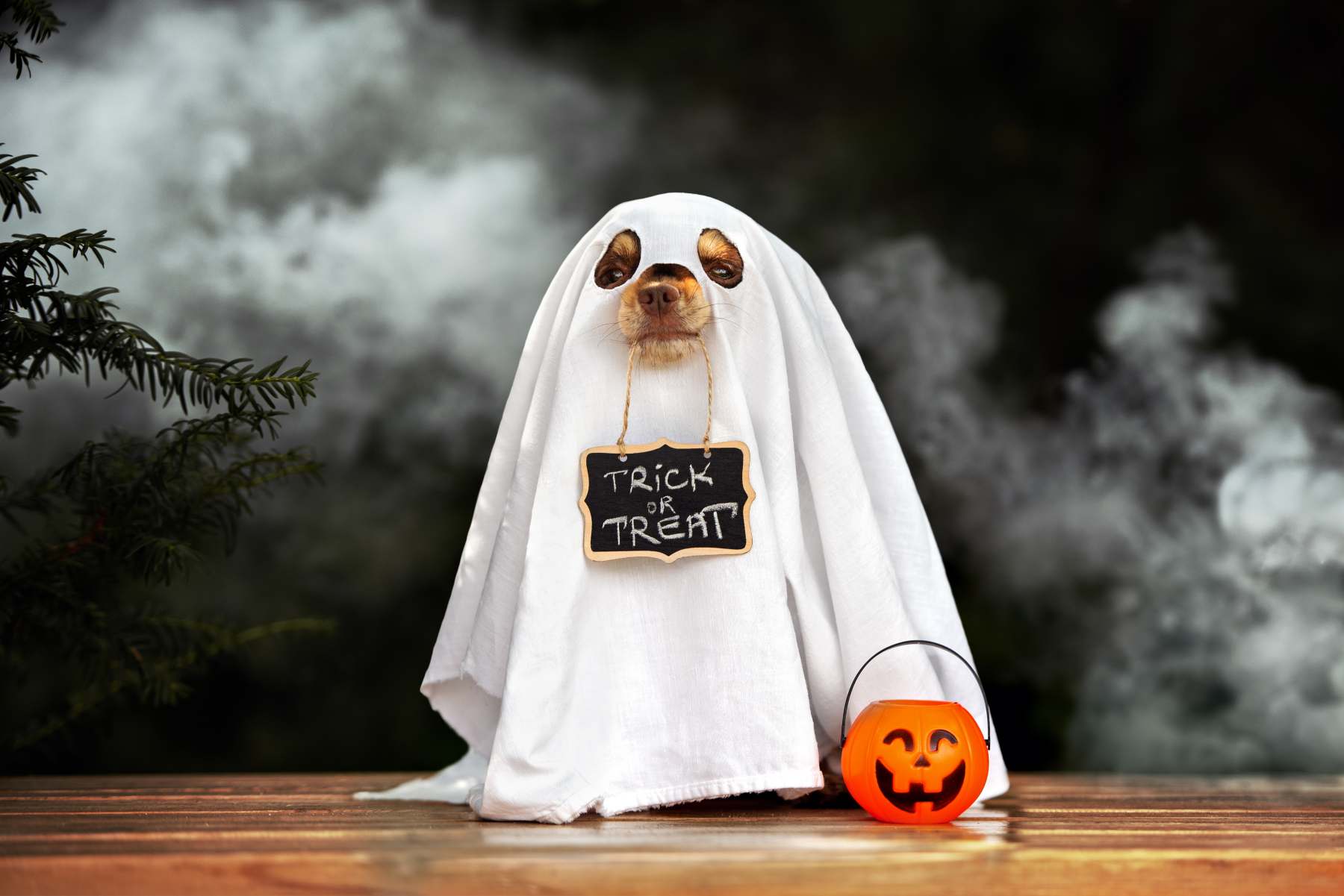 Halloween pet safety