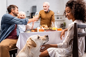 Golden lab sitting next to table getting pet