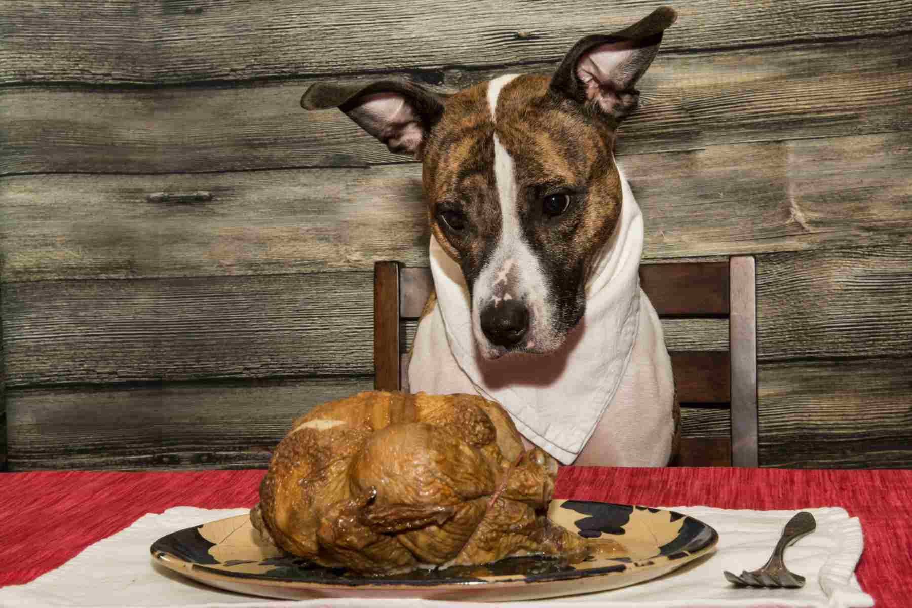 Dog sitting in front of turkey at table