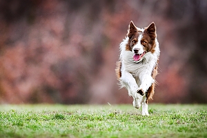 Border collie running