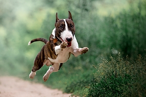 Bull terrier jumping in air