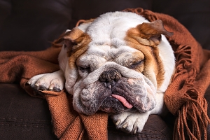 Sleeping bulldog