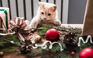 Cat playing with Christmas tree bulb