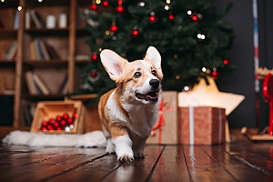 Corgi walking under Christmas tree