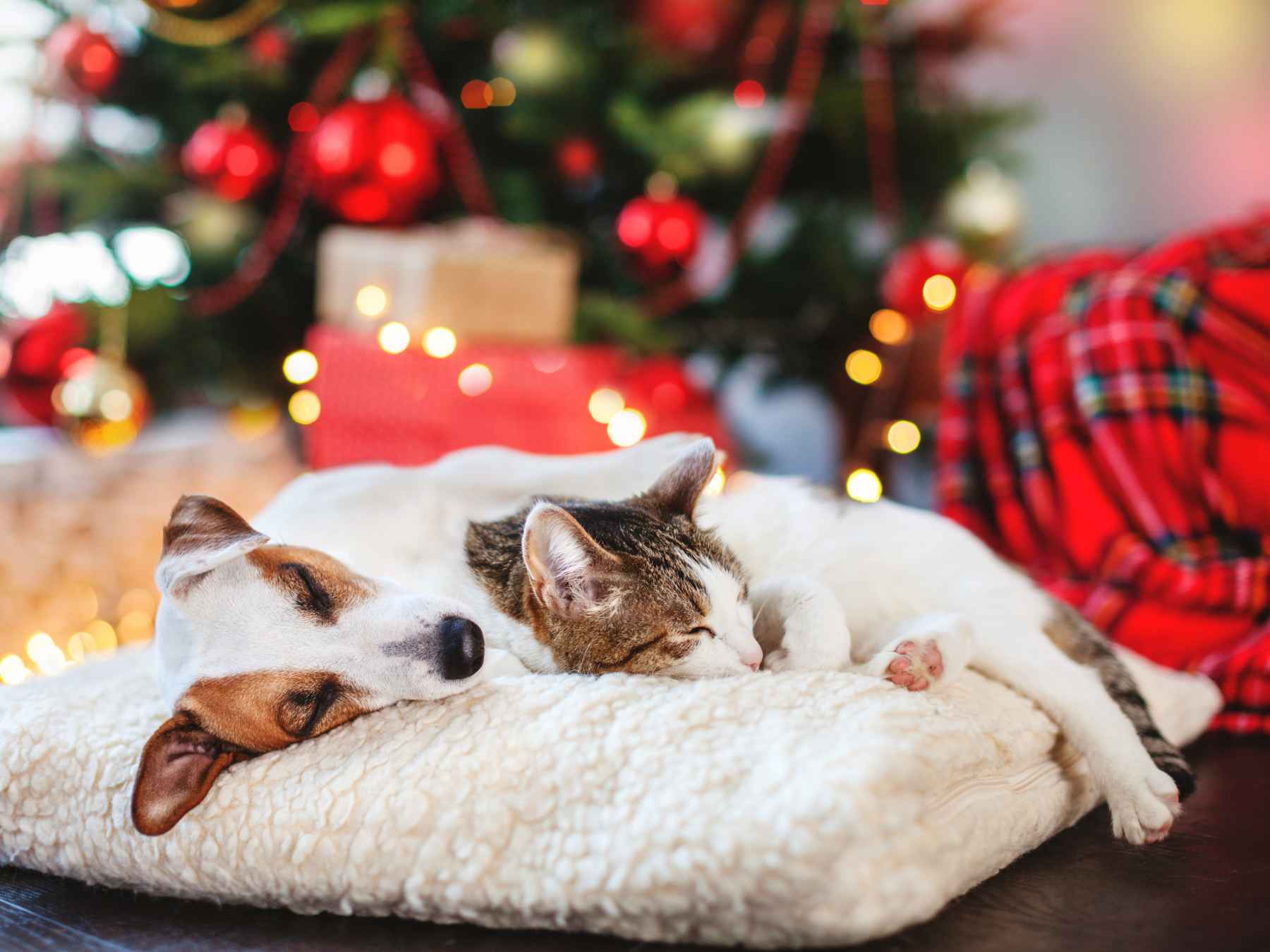 Dog and cat cuddling on bed under Christmas tree