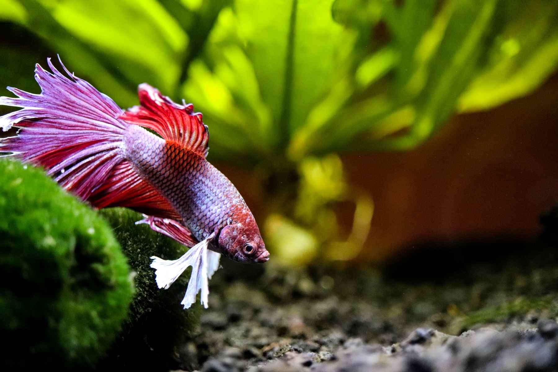 red and white long tailed betta fish in tank