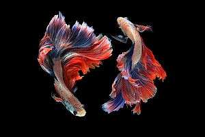 two purple and red blue long tailed betta fish