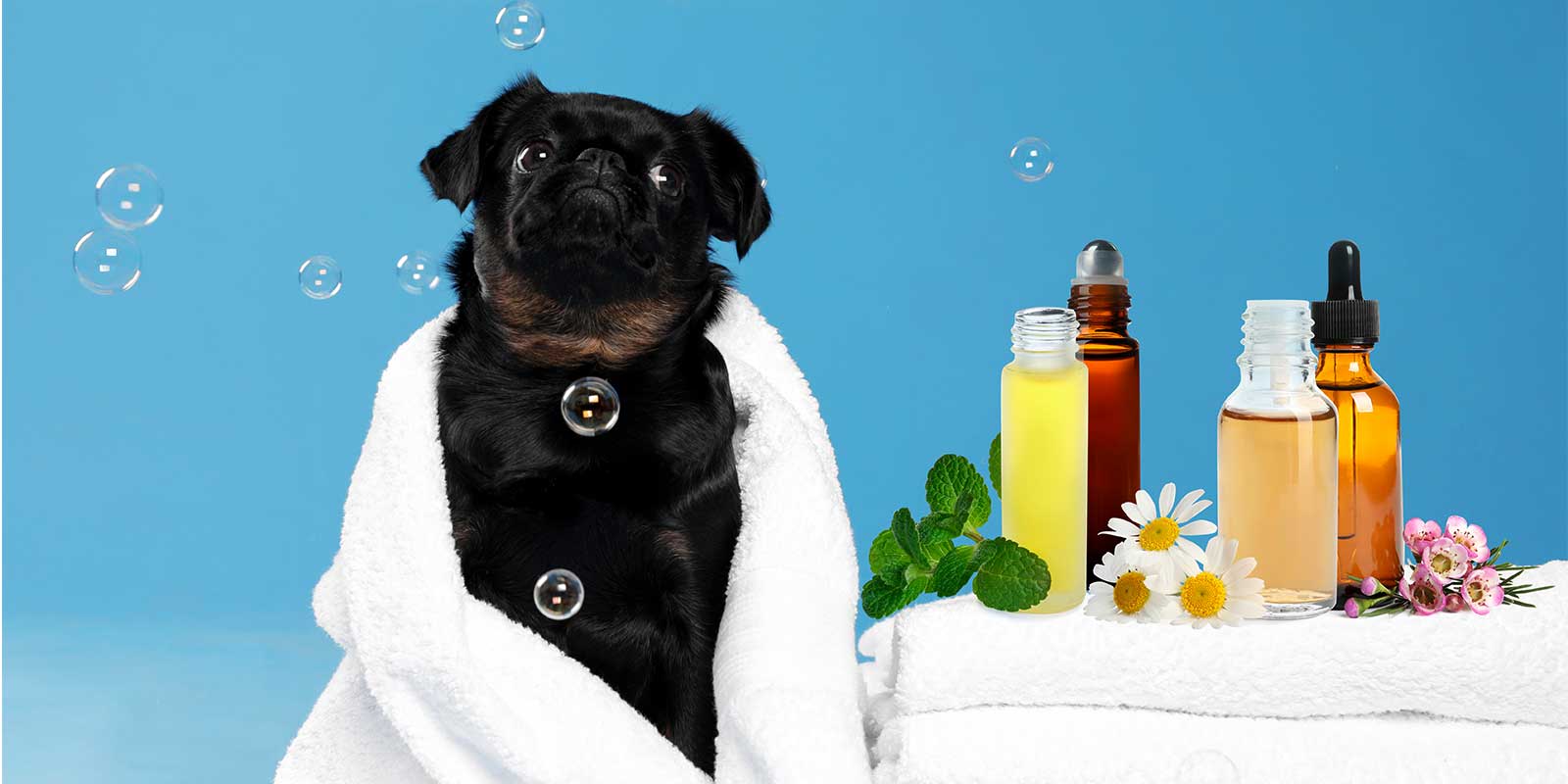 a dog using essential oils