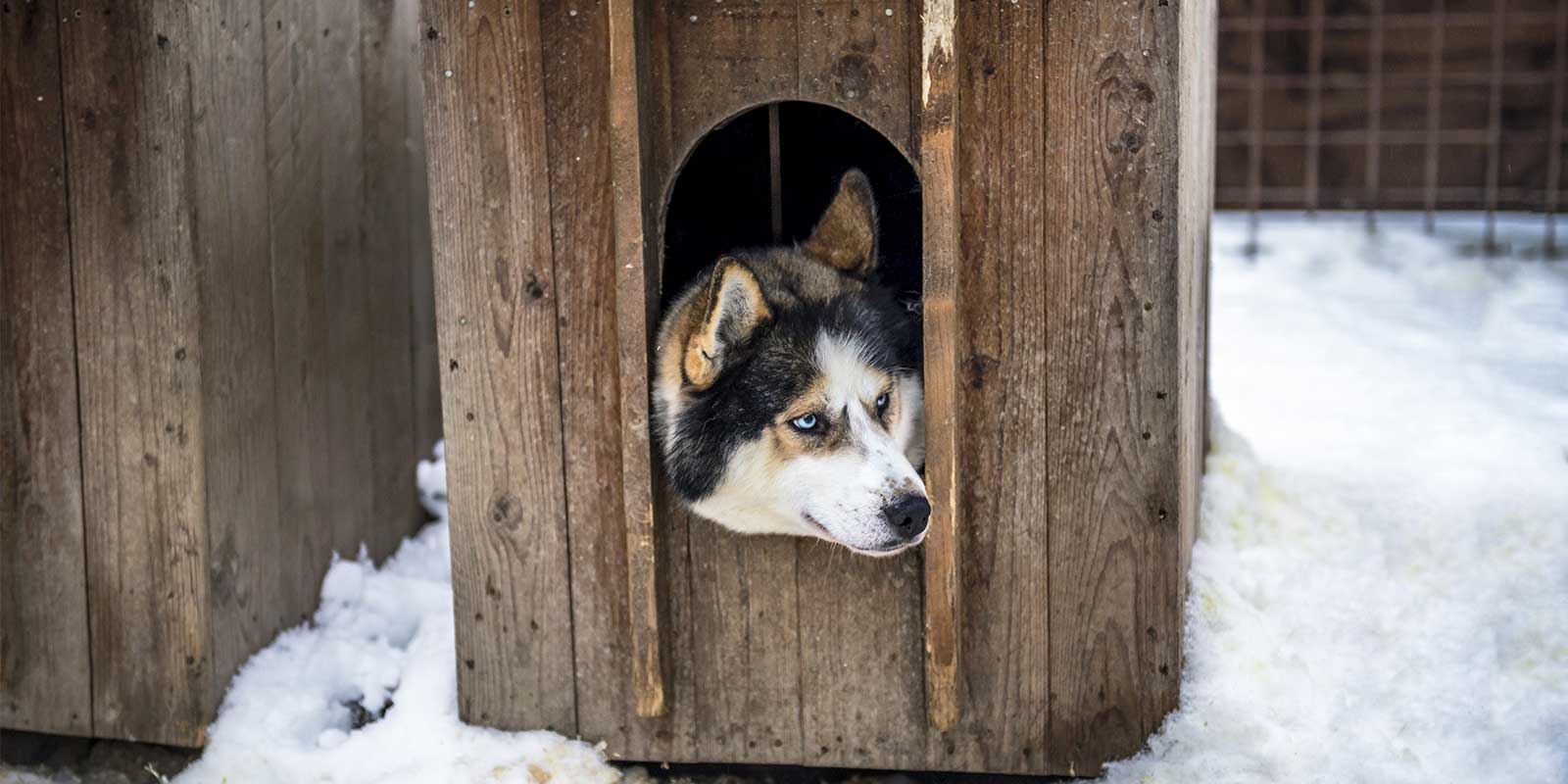 dog resting in a dog house