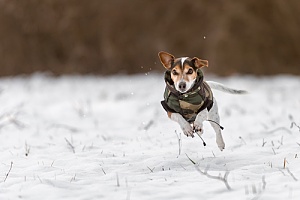 dog with winter coat running through a field of snow