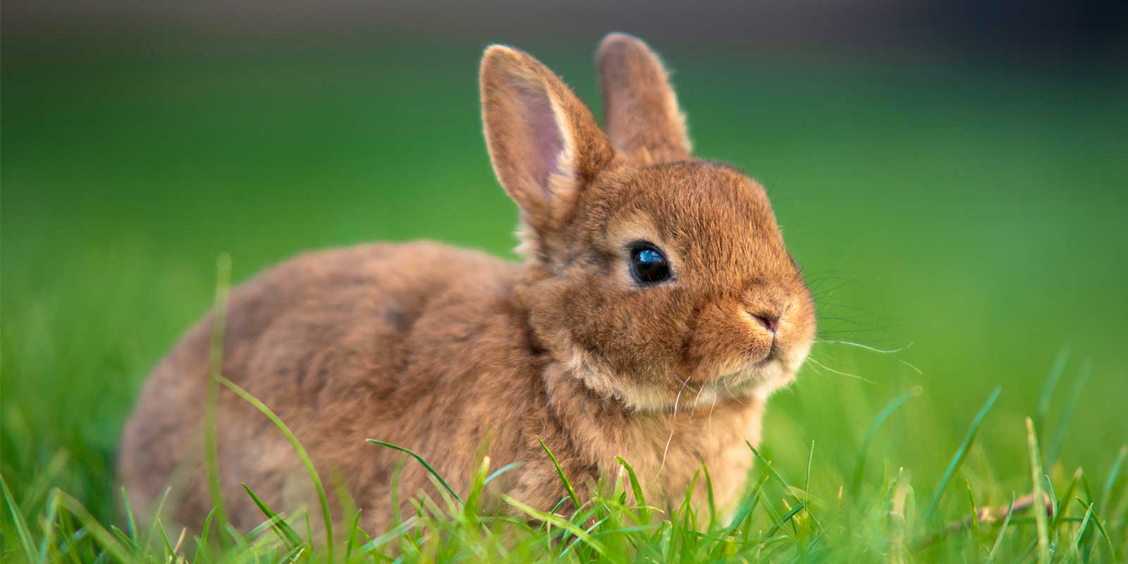 rabbit playing in a field of grass