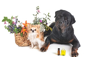 two dogs in front of essential oils for dogs