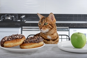 Cat looking at food