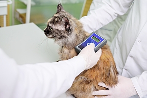 Microchip check on cat