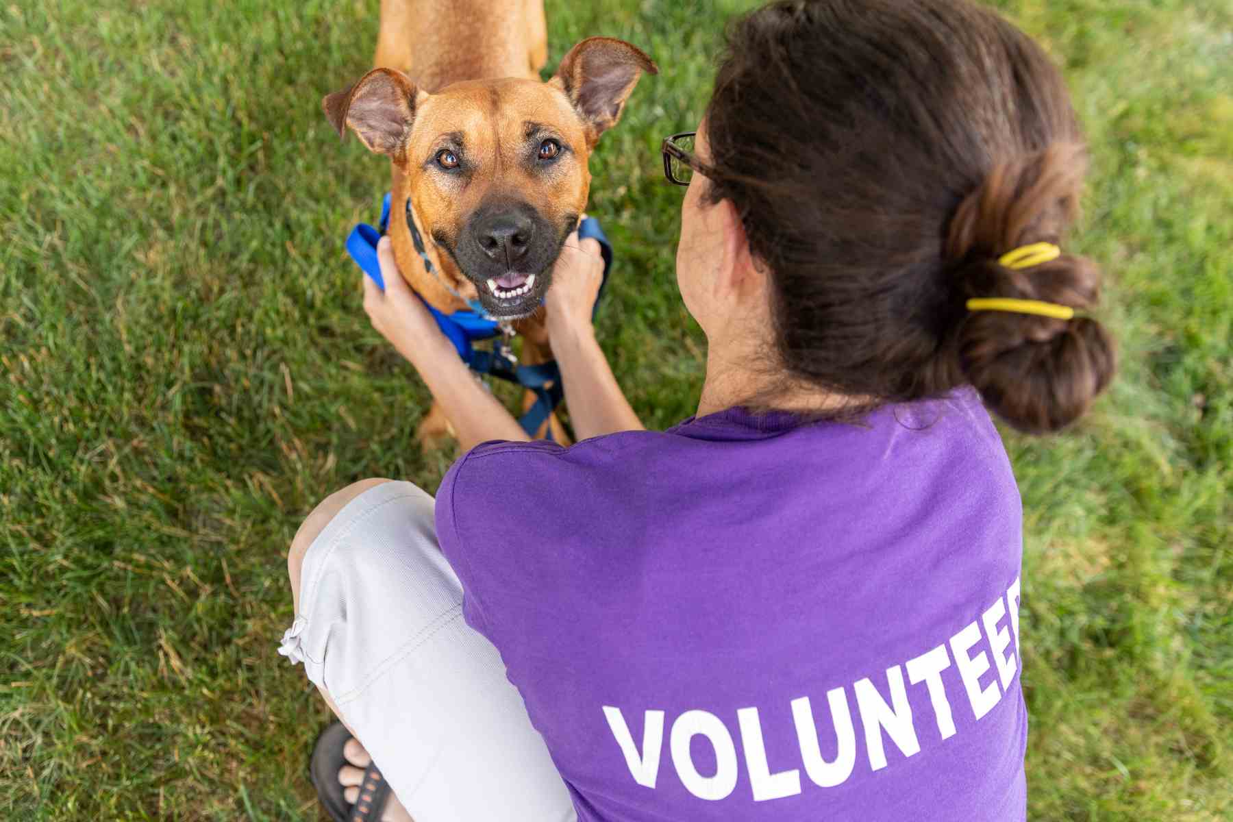 woman volunteer pet shelter pet
