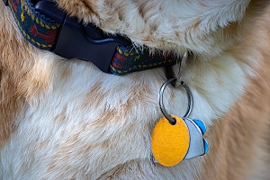 Pet tags on white dog