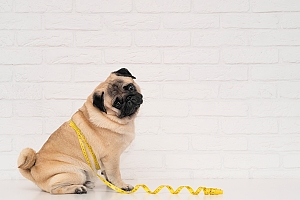 Pug being measured