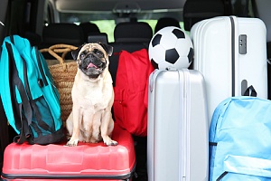 a pug in the back of a car ready for the moving trip