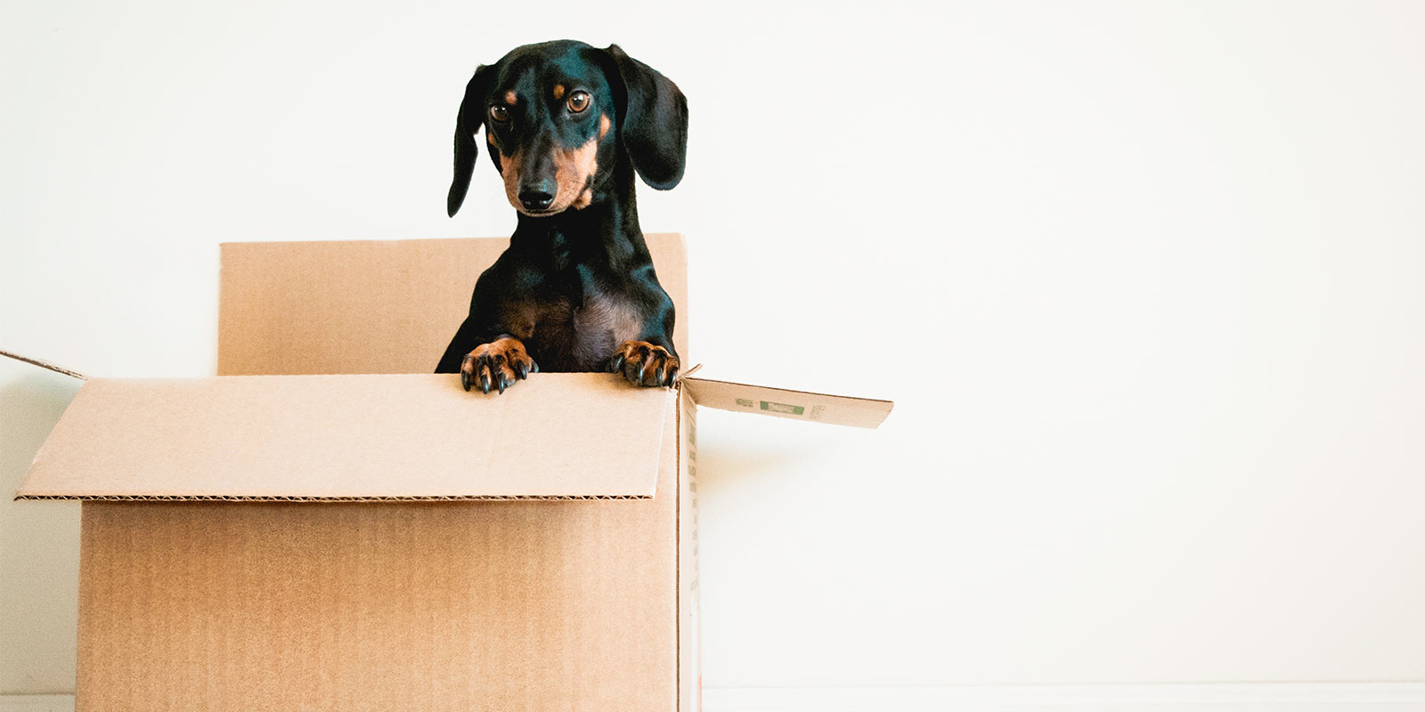 dog in a box preparing to move