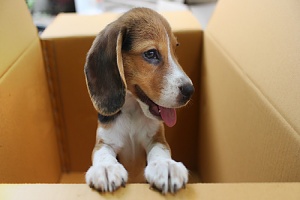 dog in a box ready to move