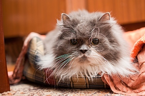 senior fluffy gray cat