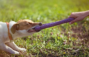 jack russel biting pull toy