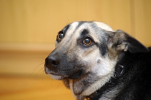 scared dog with their ears back