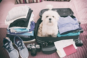 small white dog in owners vacation luggage ready to go on vacation 