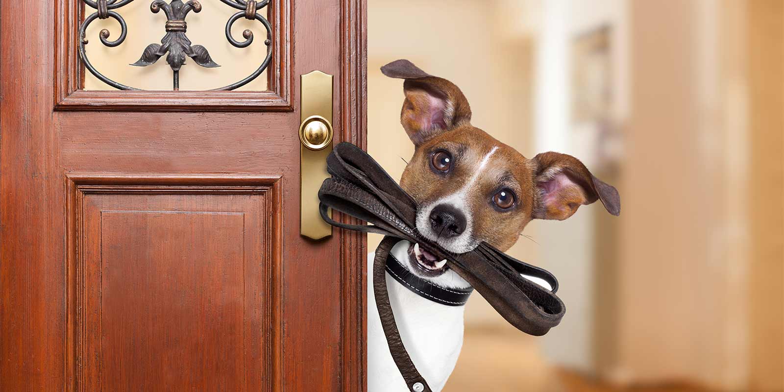 a jack russell dog peaking from a dog with a leash