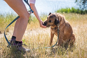 a women rewarding her dog on a leash with a treat
