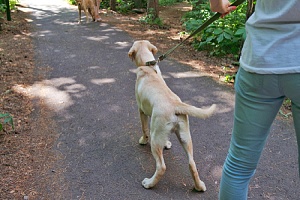 a young man trying to train his pet on a leash