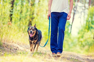 young man taking his dog on a walk on a trail