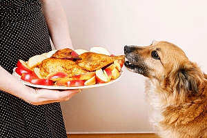 dog eating turkey leg off plate