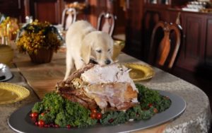 naughty_thanksgiving_puppy_wallpaper_2560x1600_wallpaperhere-600x375