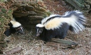 Paw-Pals-Pet-Sitting-Skunks-300x181