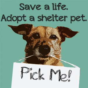 Paw-Pals-Shelter-Pet-300x300