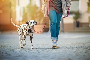 Dalmatian on walk in Northern VA