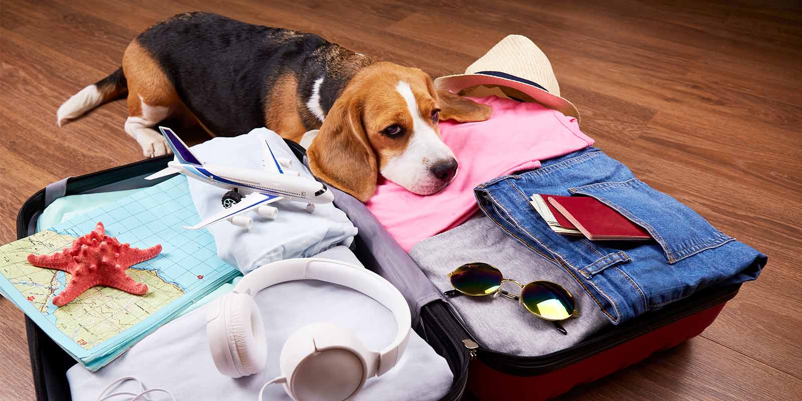 A beagle dog is lying on their owners open suitcase