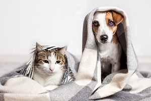 a cat and dog sad underneath a blanket