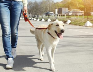 labrador going on a walk with a hired dog walker
