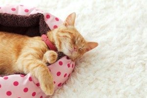 pet-care-list-paw-pals-300x200