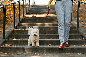 pet sitter taking a small dog on a walk