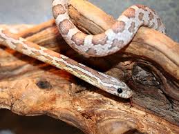 corn snake