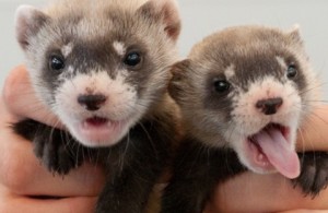 ferrets