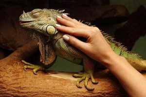 Iguanas-Paw-Pals-300x200