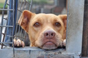 Paw-Pals-Abandoned-Dog-600x399