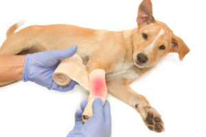 veterinarian's hands wrapping a bandage on the puppy's leg