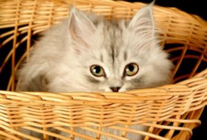 Paw-Pals-Cat-for-a-pet-600x405